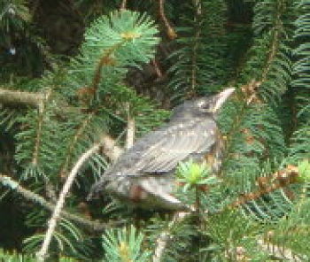 BABY ROBIN ON PINE TREE LIMB.