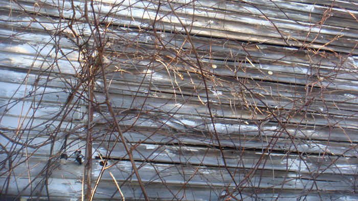 WILD VINE CREEPING UP THE SIDE OF AN OLD BUILDING