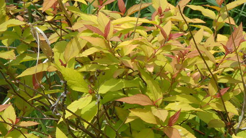 Spirea Bush Leaves