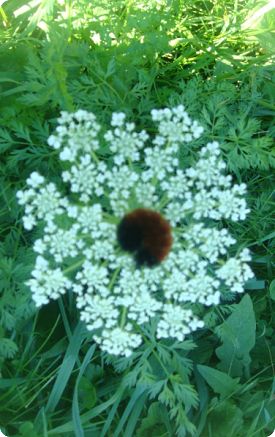 QUEEN ANN'S LACE and CATERPILLAR