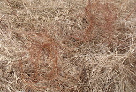 TWO CLUMPS OF WILD CREEPING VINE IN FIELD