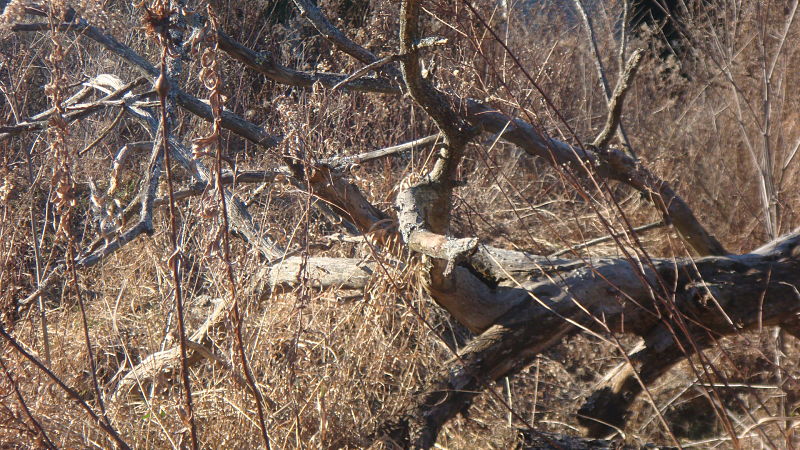 Fallen tree in the woods