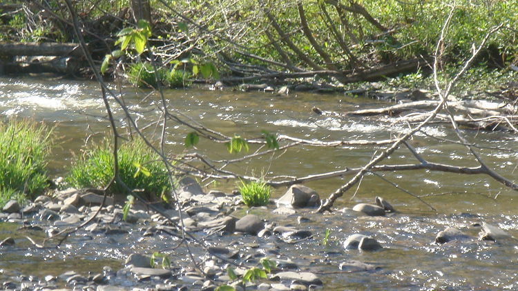 Driftwood in a stream