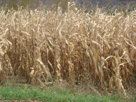 FIELD OF DRIED CORN STALKS LATE FALL