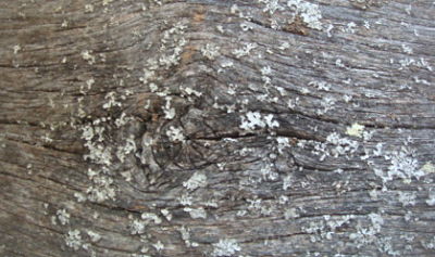 LICHEN STARTING TO GROW ON A BOARD