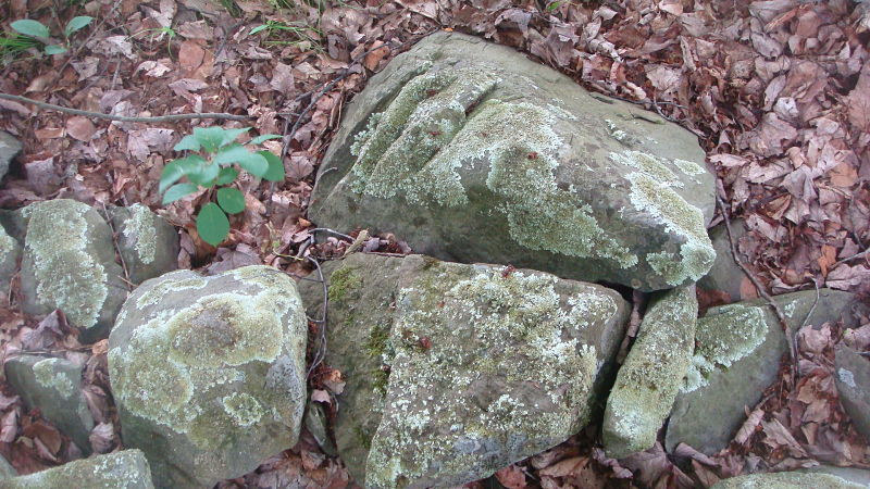 Group of rocks with lichen on them