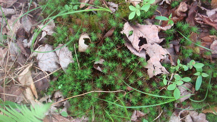 CLOSE UP OF MOSS