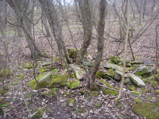 Moss growing on rocks in the woods