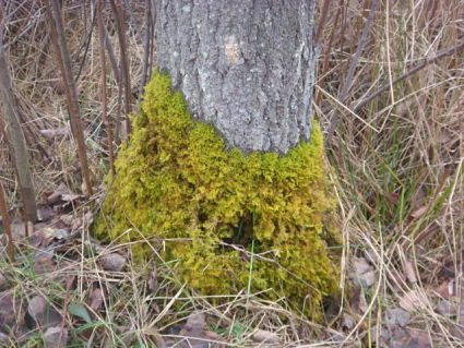 Moss growing at the base of a tree