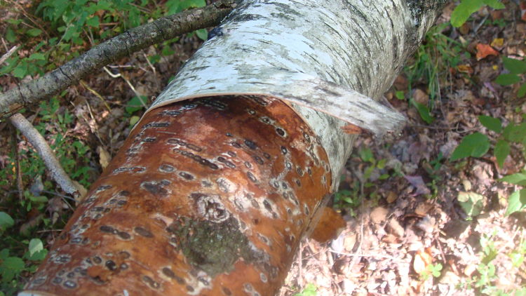 Bark peeling of a downed White Birch Branch.