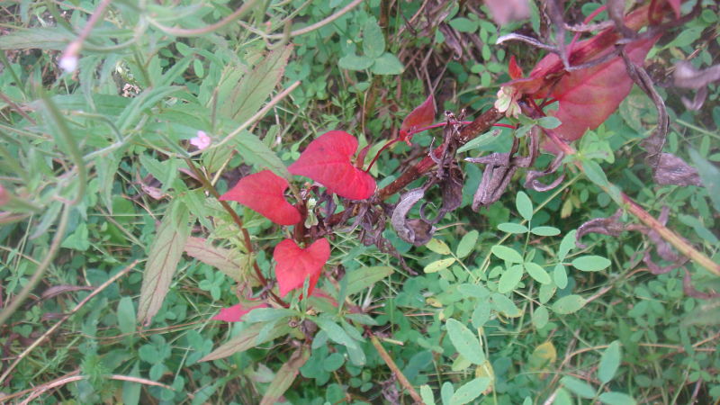 RED FALL PLANT LEAVES