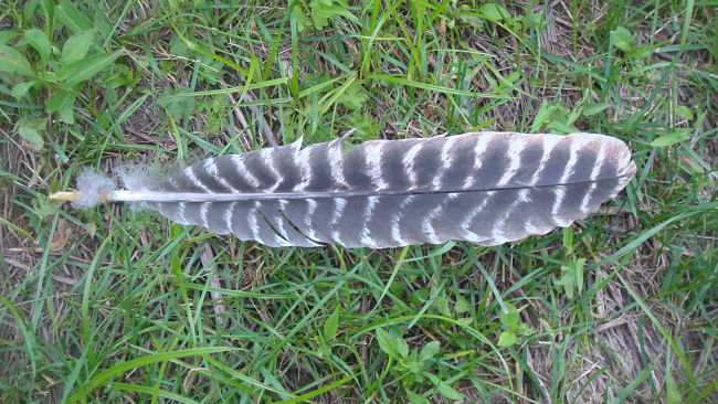 Lone turkey feather on ground.