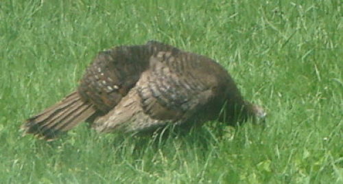 TURKEY GRAZING IN THE GRASS.