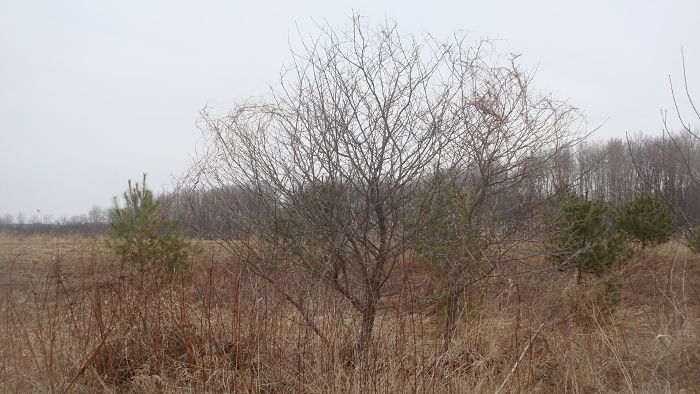 WILD CREEPING VINE WRAPPED AROUND REE BRANCHES