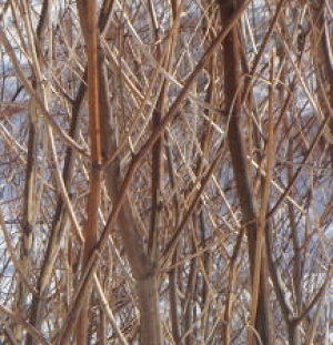 Wild Bamboo Stalks