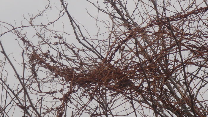 WILD CREEPING VINE WRAPPED AROUND TREE LIMBS