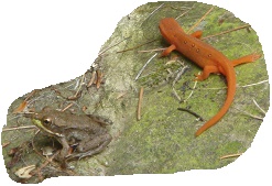 ORANGE SALAMANDER - FROG