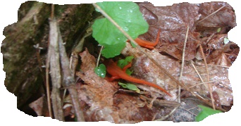 ORANGE SALAMANDERS