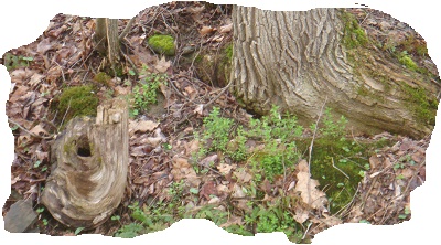 TREE STUMP