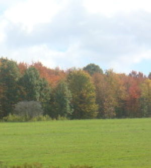 FALLWOODSandFEILD